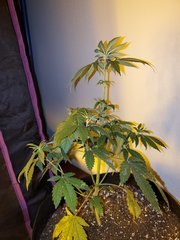 IMG_20200711_231138.jpg