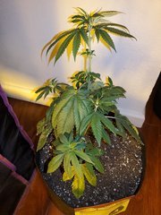 IMG_20200711_231148.jpg