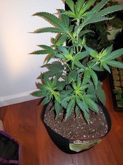 IMG_20200711_234908.jpg