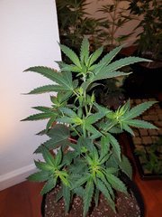IMG_20200711_234914.jpg
