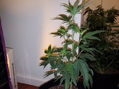 IMG_20200711_234929.jpg