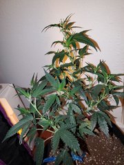 IMG_20200711_235707.jpg