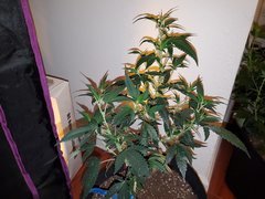 IMG_20200711_235729.jpg