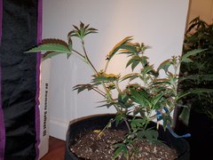 IMG_20200712_000441.jpg