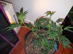 IMG_20200712_000500.jpg