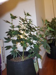 IMG_20200712_001350.jpg