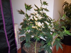 IMG_20200712_001401.jpg