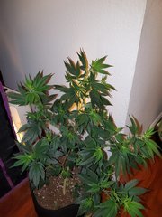 IMG_20200712_001413.jpg