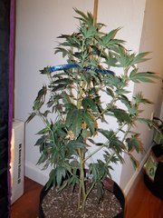 IMG_20200712_002356.jpg