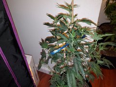 IMG_20200712_002426.jpg
