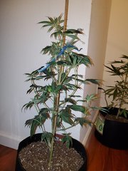 IMG_20200712_003339.jpg