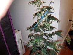IMG_20200712_003354.jpg