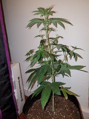 IMG_20200712_004108.jpg