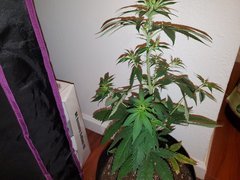 IMG_20200712_004120.jpg