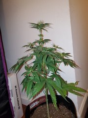 IMG_20200712_004935.jpg