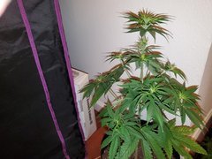 IMG_20200712_004949.jpg