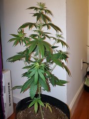 IMG_20200712_005711.jpg