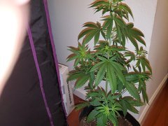 IMG_20200712_005723.jpg