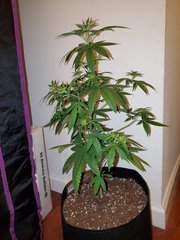 IMG_20200712_010313.jpg