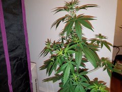 IMG_20200712_010320.jpg