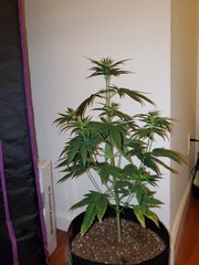 IMG_20200712_011110.jpg