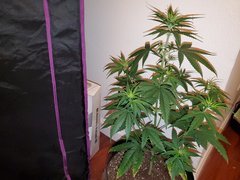 IMG_20200712_011123.jpg