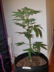 IMG_20200712_012147.jpg