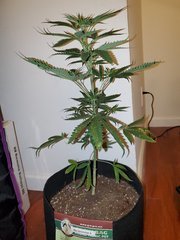IMG_20200712_012504.jpg