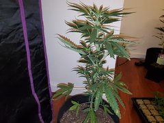 IMG_20200712_012522.jpg