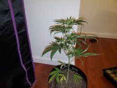 IMG_20200712_013225.jpg