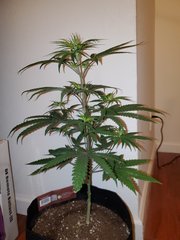 IMG_20200712_013559.jpg