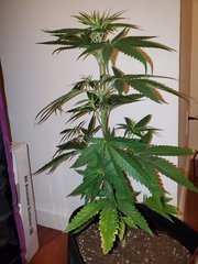 IMG_20200712_014019.jpg