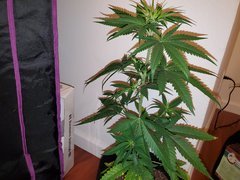 IMG_20200712_014036.jpg