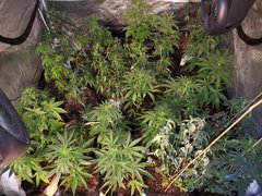 IMG_20200712_092506.jpg