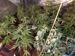IMG_20200712_092537.jpg