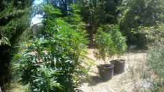 Ahh les Hetbes de Provence :P