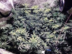 IMG_20200716_213034.jpg
