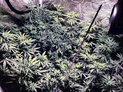 IMG_20200716_213118.jpg