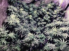 IMG_20200716_213457.jpg