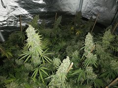 IMG_20200719_211840.jpg