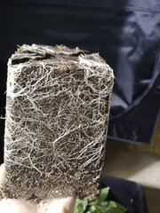 IMG_20200719_223857.jpg