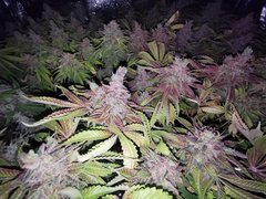 IMG_20200720_104148.jpg