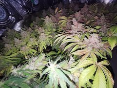 IMG_20200720_104220.jpg