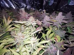 IMG_20200720_104232.jpg