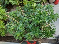 IMG_20200720_190805.jpg