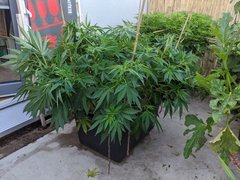 IMG_20200720_200318.jpg