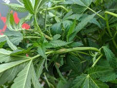 IMG_20200720_201746.jpg