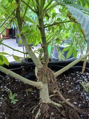 IMG_20200720_202016.jpg
