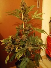 IMG_20200720_222716.jpg