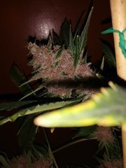 IMG_20200720_222753.jpg